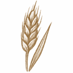 Blé